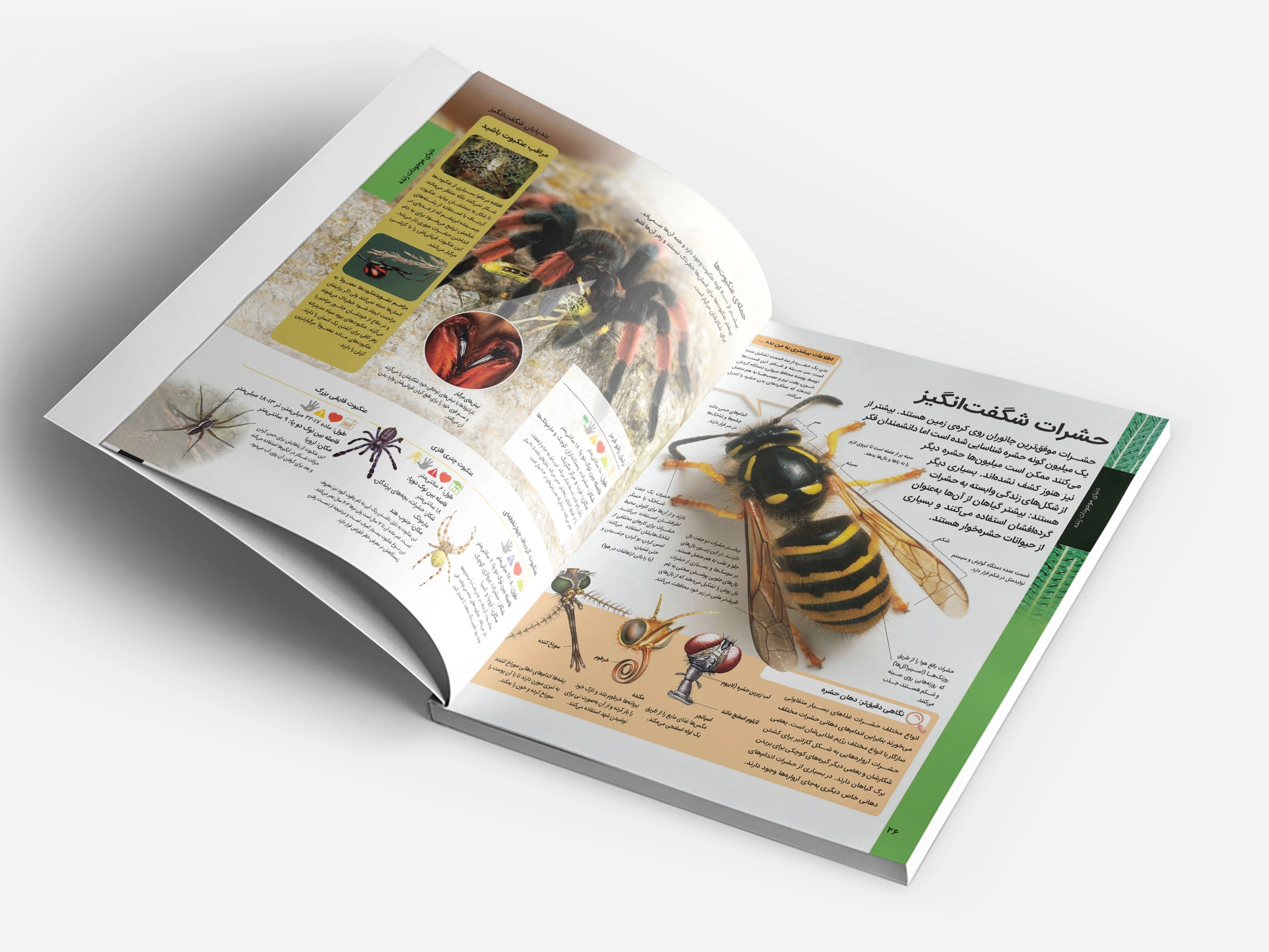 جدیدترین دایره المعارف حيوانات جهان 5 صفحهای از دایرهالمعارف حیوانات درباره پستانداران و پرندگان